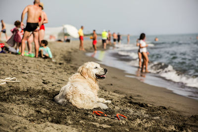 People with dog sitting on sand at beach