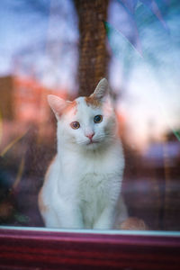 Close-up portrait of cat