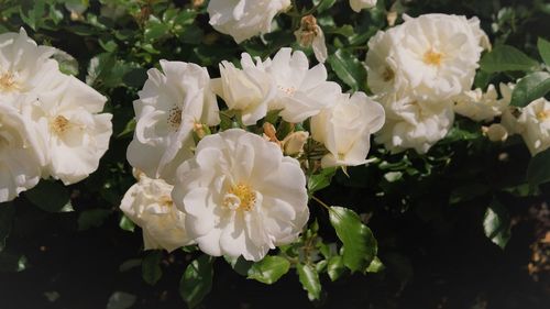 Close-up of white roses