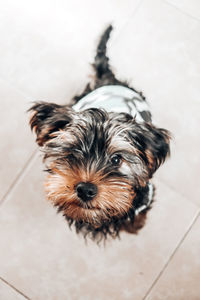 High angle view of dog on floor