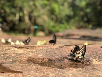 Close-up of butterfly on wood