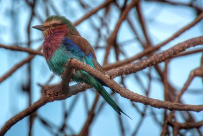 Close-up of bird perching on branch
