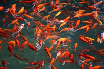 High angle view of koi carps swimming in pond