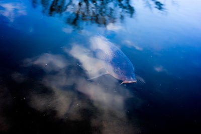 Close-up of fish swimming in sea