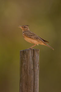 Close-up of bird perching on wooden post