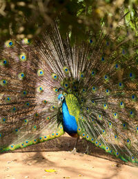 Close-up of peacock