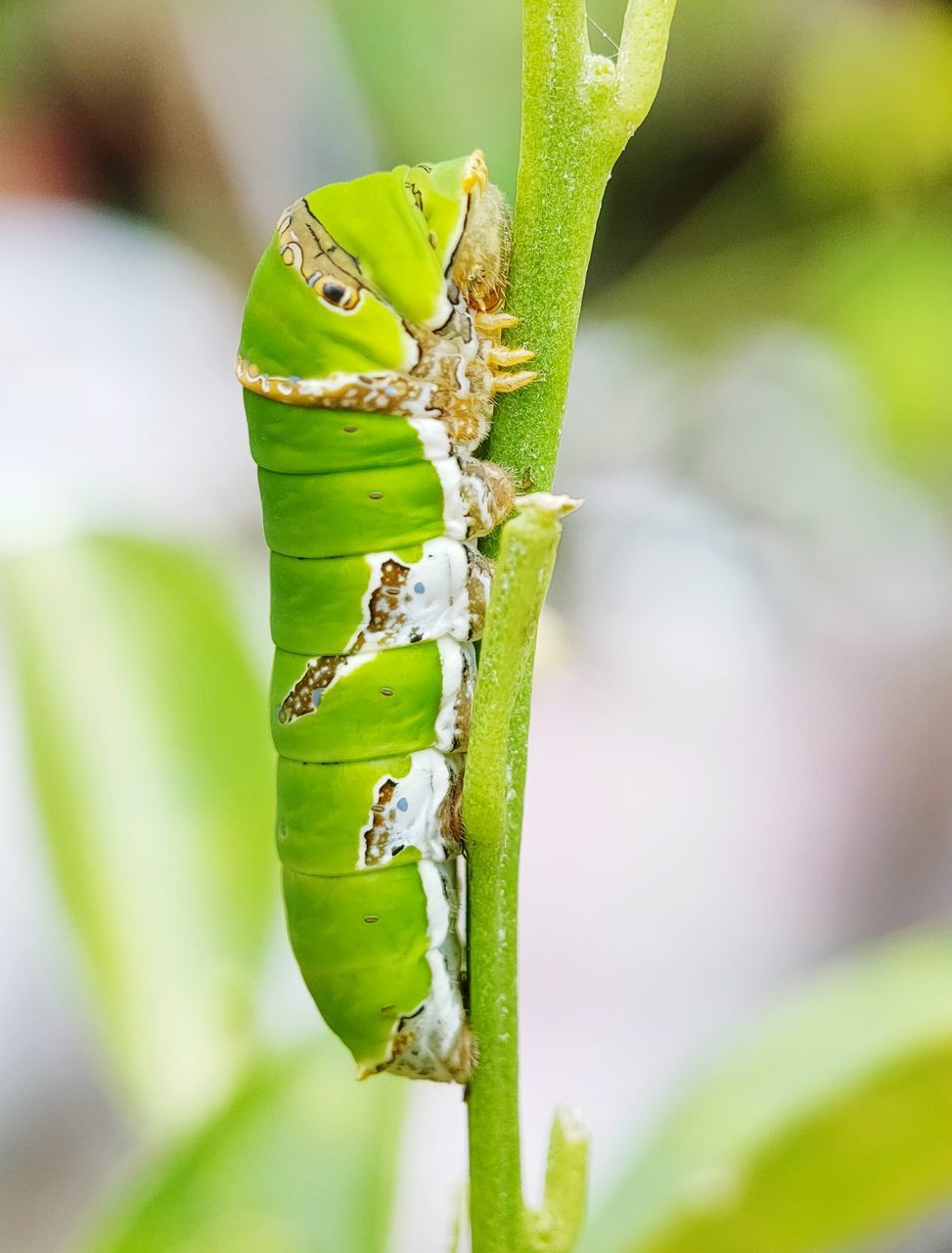 CLOSE-UP OF CATERPILLAR ON LEAF