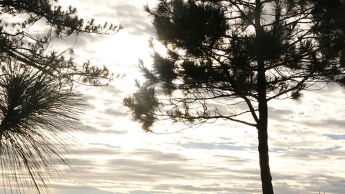 Low angle view of palm trees against sky