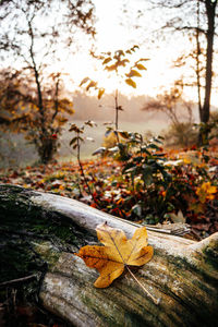 Close-up of maple leaves on tree during rainy season