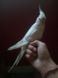 Cropped hand with cockatoo in dark