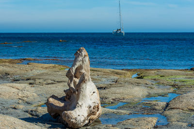 View of driftwood on beach