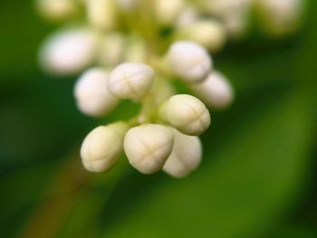 Close-up of white flowers