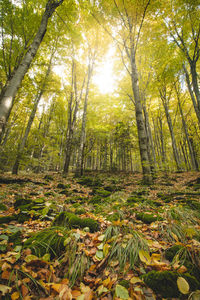 Trees in forest