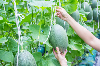 Midsection of woman holding fruit growing in farm