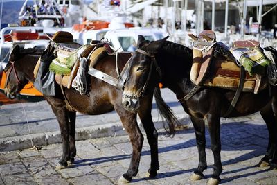 Horses and cars on street