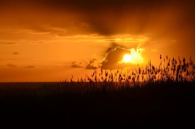 Silhouette plants on field against sky during sunset