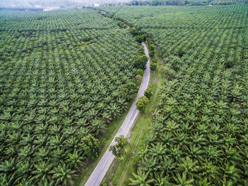 The road inside palm oil tree or plantation in the regency of luwu timur, south sulawesi, indonesia