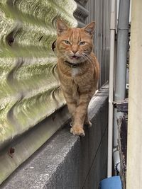 Portrait of cat sitting outdoors