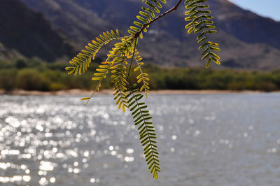 Close-up of plant against sea
