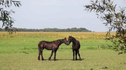 Horses in a field