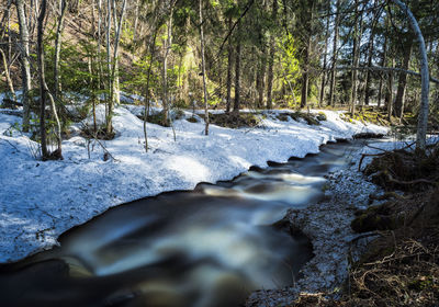 Surface level of stream flowing in forest