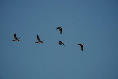 Low angle view of birds flying in the sky