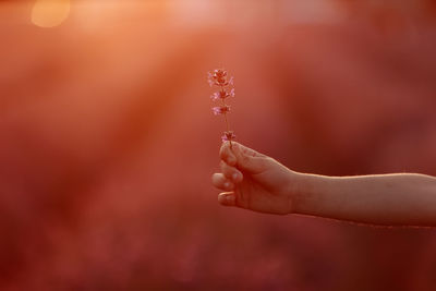 Close-up of hand holding plant