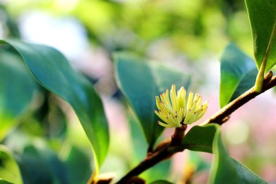 Close-up of flower blooming outdoors