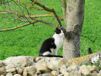 Cat on tree trunk