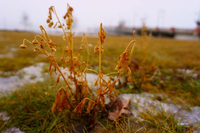 Close-up of plant on field