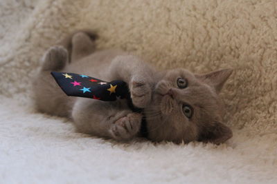 Portrait of cat lying on rug