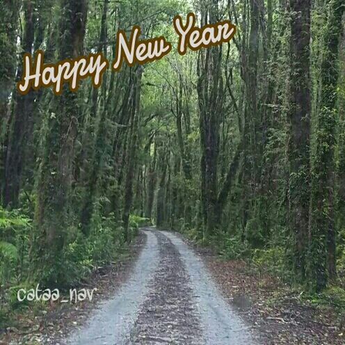 text, western script, tree, communication, the way forward, forest, information sign, sign, road, nature, diminishing perspective, growth, tranquility, non-western script, day, outdoors, no people, guidance, transportation, tree trunk