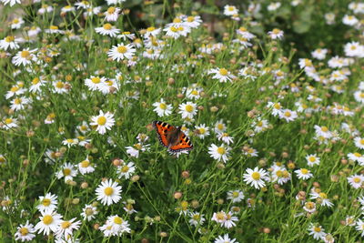 Close-up of butterfly pollinating on flower