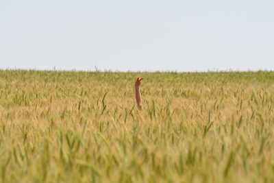 Close-up of a bird on field against clear sky