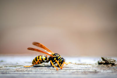 Close-up of bee on wood