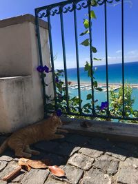 View of a cat against the sky