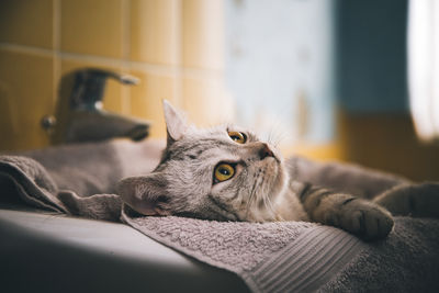 Portrait of cat relaxing on bed at home