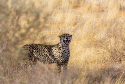 Cheetah on field