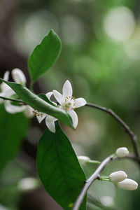 Close-up of white flowering plant