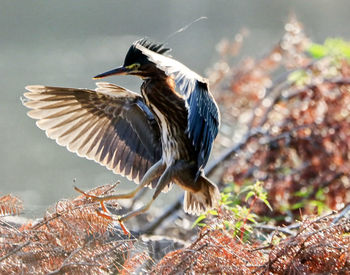 Close-up of bird flying