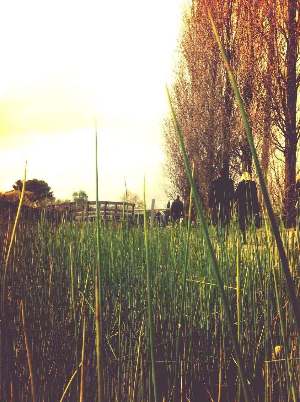 field, grass, growth, rural scene, sunset, agriculture, tranquility, farm, nature, sun, crop, landscape, tranquil scene, beauty in nature, plant, sky, clear sky, sunlight, scenics, grassy