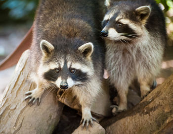 Close-up of raccoons on wood