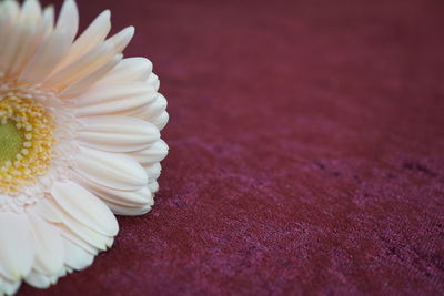 Close-up of white rose on table