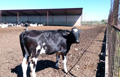 Cows standing in ranch against sky