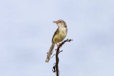 Low angle view of bird perching on branch against sky