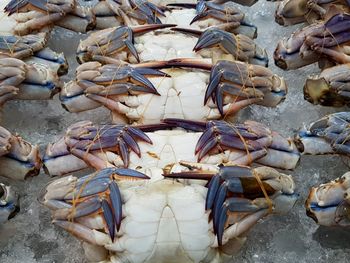 Fish for sale at market