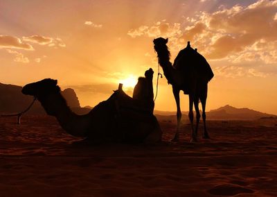 Silhouette people riding horses on beach against sky during sunset