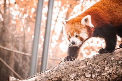 red panda