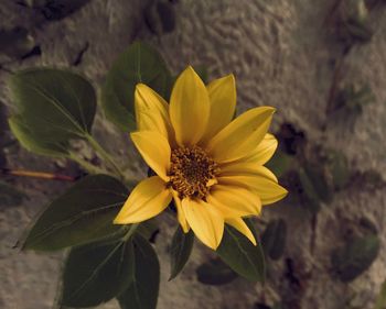 Close-up of yellow flower blooming outdoors