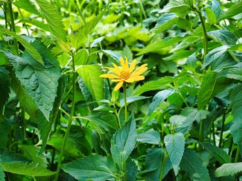 Close-up of flowering plant